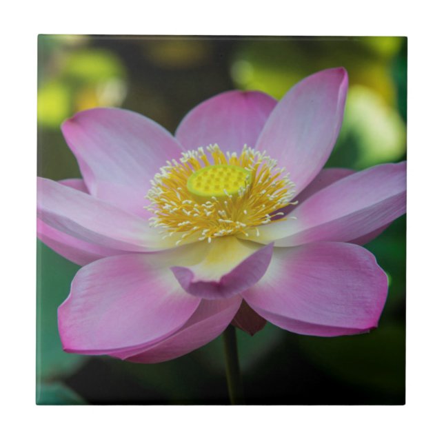 Flor de lótus em flor, Indonésia (Frente)