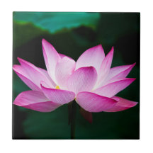 Flor de Lotus Rosa
