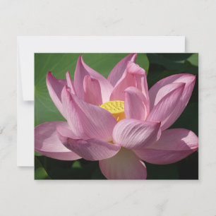 Flor de Lotus Rosa IV