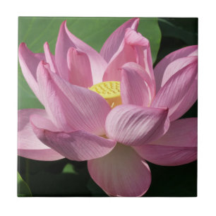 Flor de Lotus Rosa IV