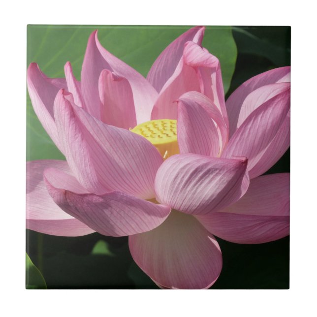 Flor de Lotus Rosa IV (Frente)