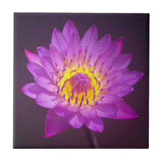 Flor de Lotus roxa