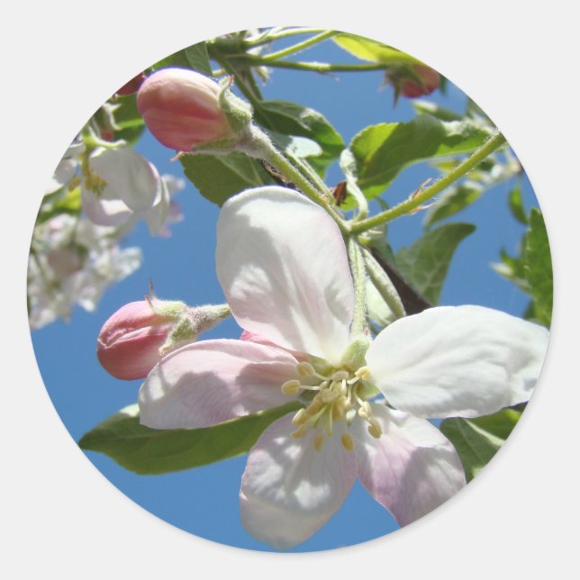 FLOR DE MAÇÃ ADESIVOS FOLHAS DE ADESIVOS Presentes (Frente)