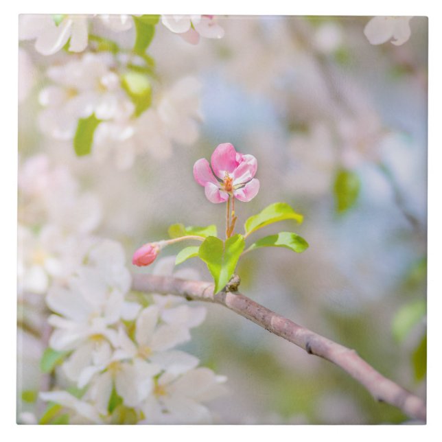 Flor de maçã - Bela (Frente)
