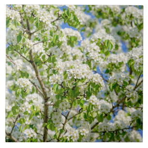 Flor de maçã-caranguejo