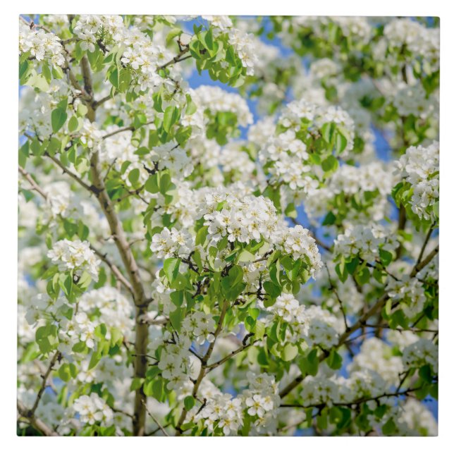 Flor de maçã-caranguejo (Frente)