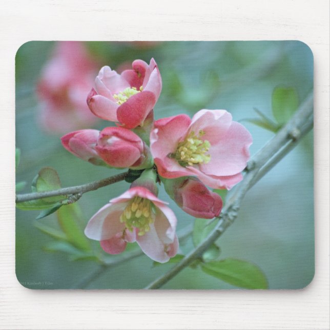 Flor de Maçã #P0356 Mousepad (Frente)