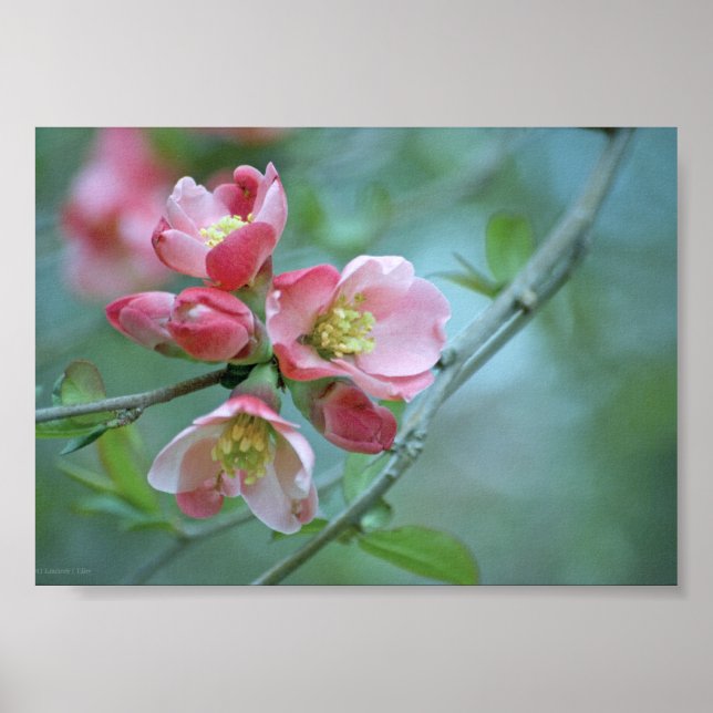 Flor de Maçã #P0356 Poster (Frente)