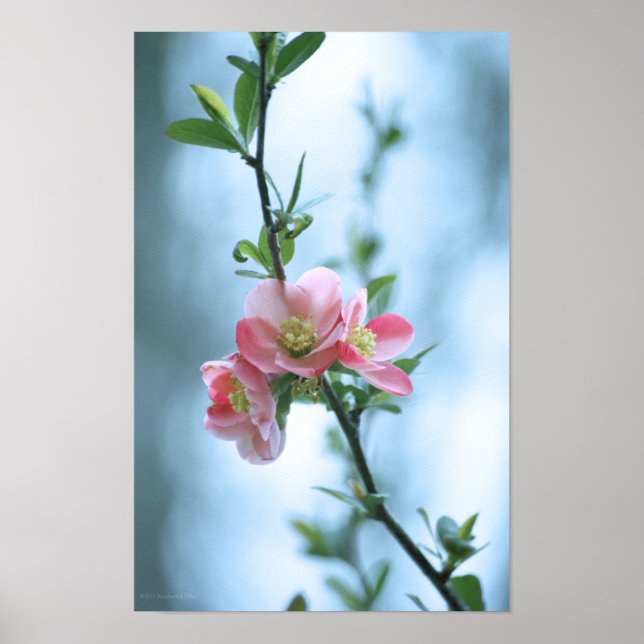 Flor de Maçã #P0365 Poster (Frente)
