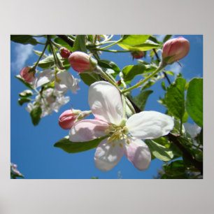 FLOR DE MAÇÃ PRIMAVERA Flores Impressões Artística