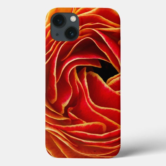 Flor de Macro| Flower Fields Carlsbad, CA (Verso)