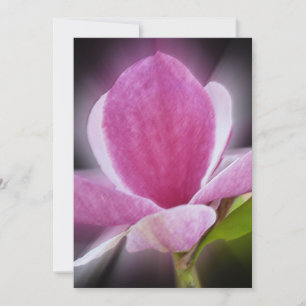 flor de magnólia rosa
