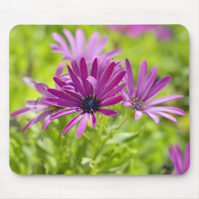 Flor de Margarida Africana Mousepad (Frente)