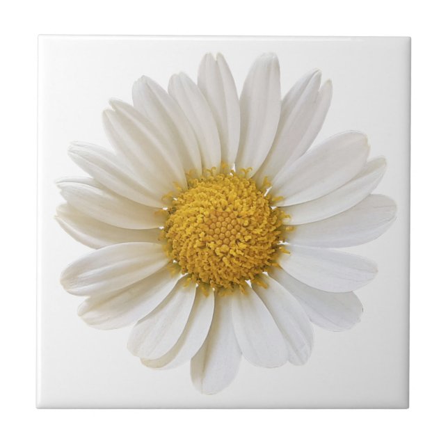 Flor de Margarida Branca em Fundo Branco (Frente)
