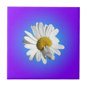 Flor de Margarida Branca Gradiente Azul Roxo