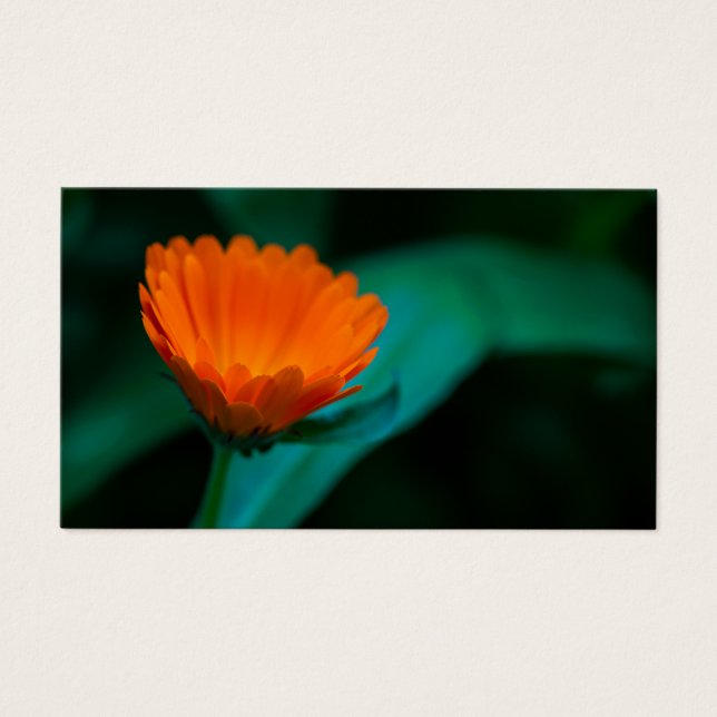 Flor de margarida laranja (Frente)