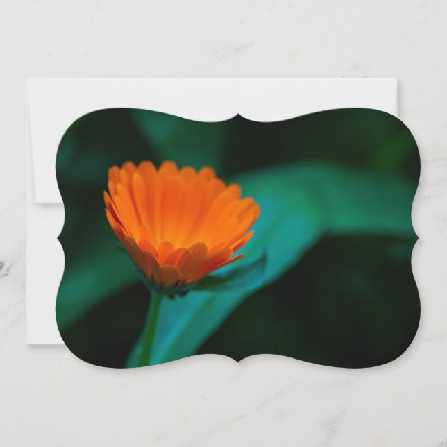Flor de margarida laranja (Frente)