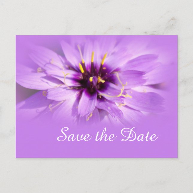 Flor de margarida roxa elegante salva cartão posta (Frente)