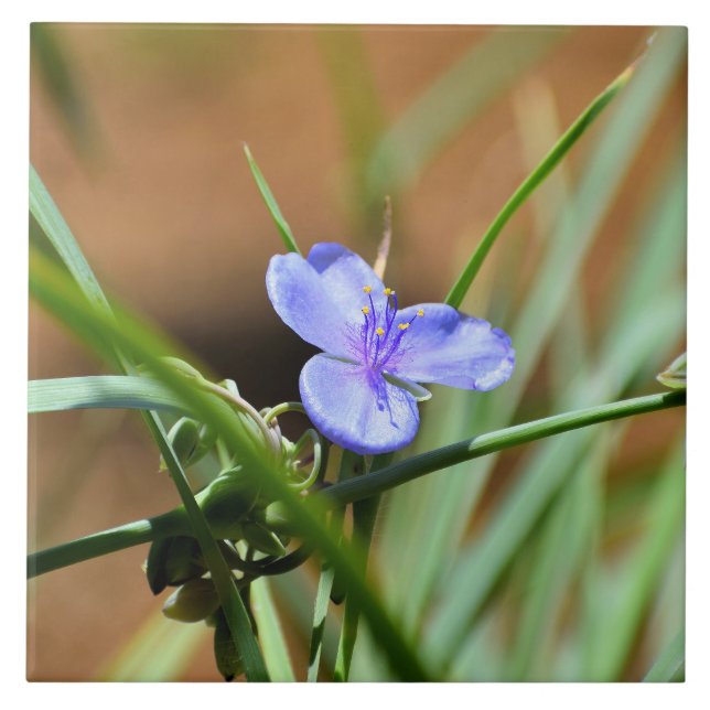 Flor de mosto (Frente)