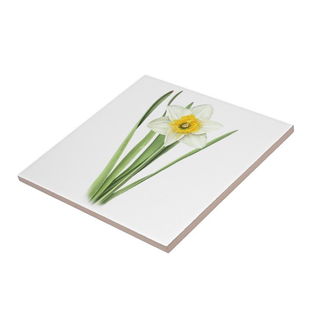 Flor de Narciso (Lateral)