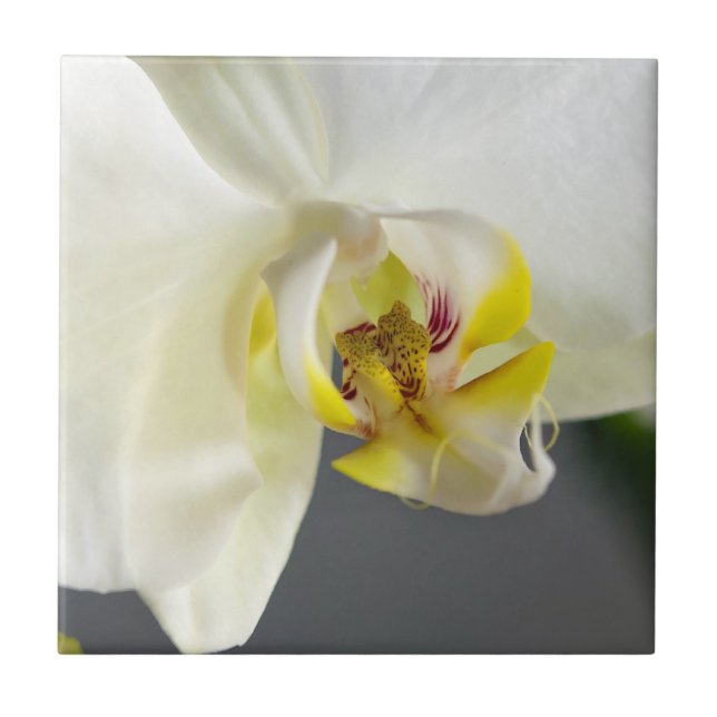 Flor de Orquídea Branca (Frente)