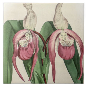 Flor de Orquídea Rara Cypripedium Schroderae Vinta
