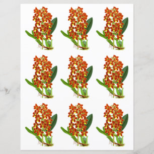 Flor De Orquídea Vermelha E Amarela Vintage