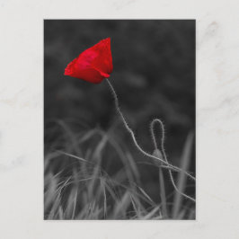 Flor de Papoula Vermelha de Cartão Postal