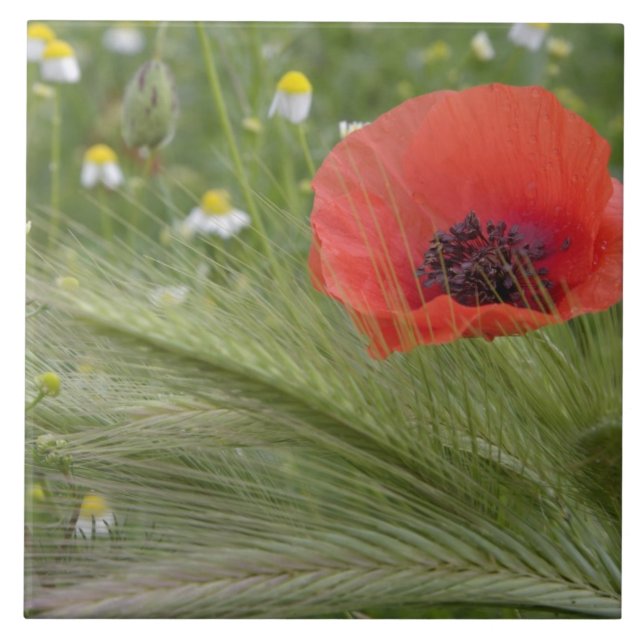 Flor de papoula vermelha, Toscana, Itália (Frente)