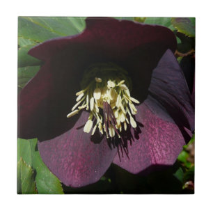 Flor de Páscoa de Rosa com lente roxa
