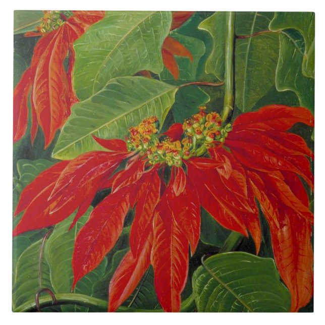 Flor de Pascua ou Flor de Páscoa, pintura famosa, (Frente)