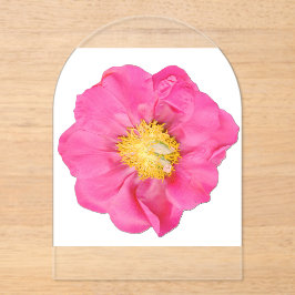 Flor de Peônia Rosa Suave Acrílico Botânico