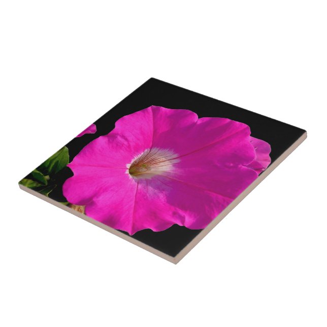 flor de petúnia rosa (Lateral)