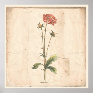 Flor de Pincushion botânica antiga do poster