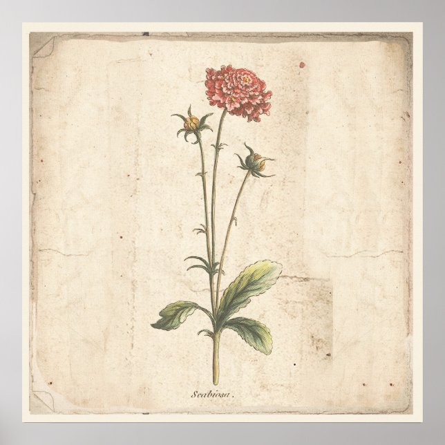 Flor de Pincushion de Poster Botânico Antiquado (Frente)