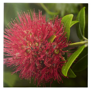 Flor de Pohutukawa, Dunedin