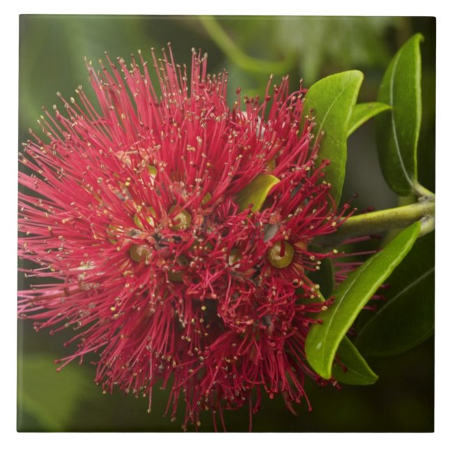 Flor de Pohutukawa, Dunedin (Frente)