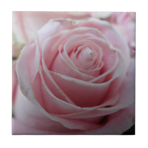 Flor de Rosa