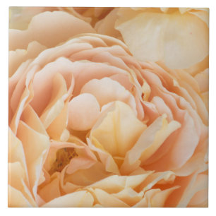 Flor de rosa amarela