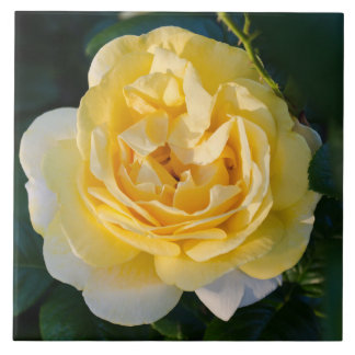 Flor de Rosa Amarelo