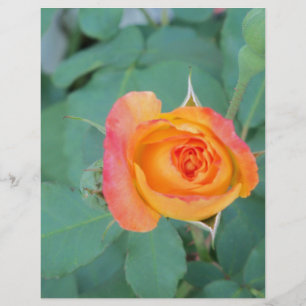 flor de rosa amarelo alaranjado