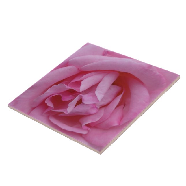 Flor de rosa cor-de-rosa (Lateral)