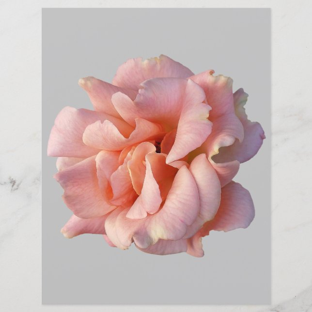 flor de rosa rosa (Frente)