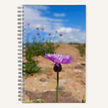 Flor de roxa de Verão da Armênia