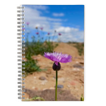 Flor de roxa de Verão da Armênia