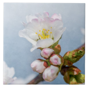 Flor de Sakura