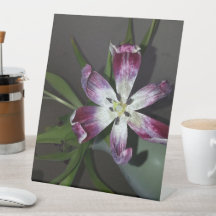 Flor de Tulip