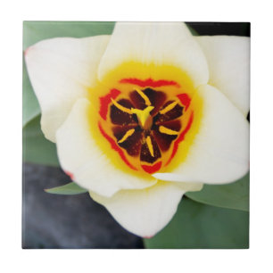 Flor de tulipa