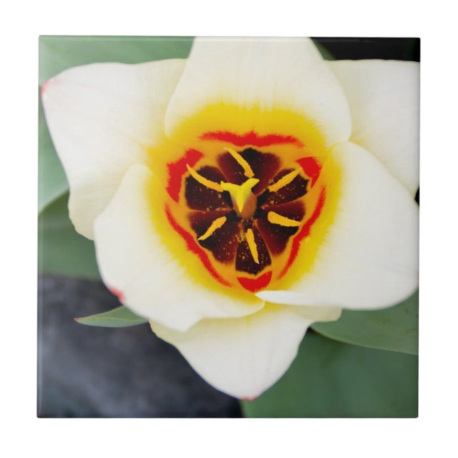 Flor de tulipa (Frente)