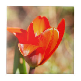 Flor de Tulipas Vermelhas